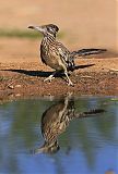 Greater Roadrunner